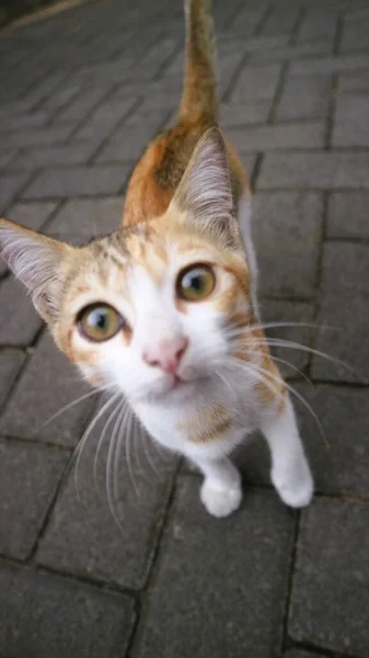 Cute Trzy Kolory Kotek Grać Samodzielnie Spojrzeć Aparat — Zdjęcie stockowe