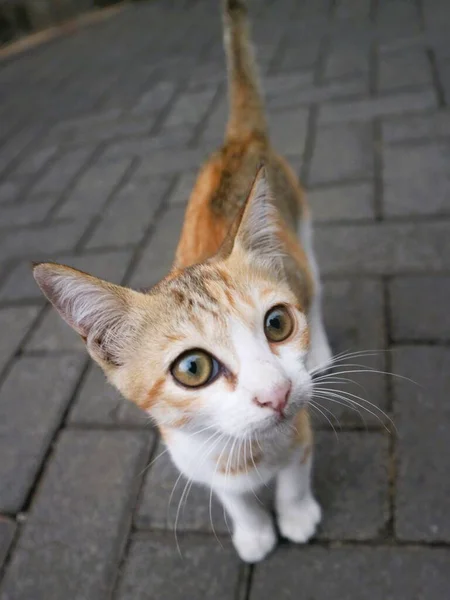 かわいい 色の子猫の遊び単独でカメラを見て — ストック写真