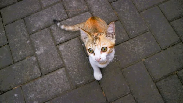 กแมวสามส นคนเด มองกล — ภาพถ่ายสต็อก