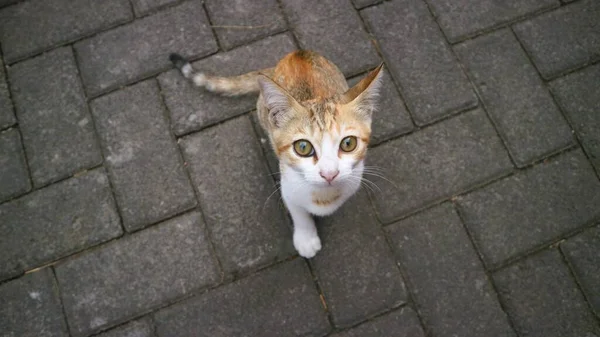 かわいい 色の子猫の遊び単独でカメラを見て — ストック写真