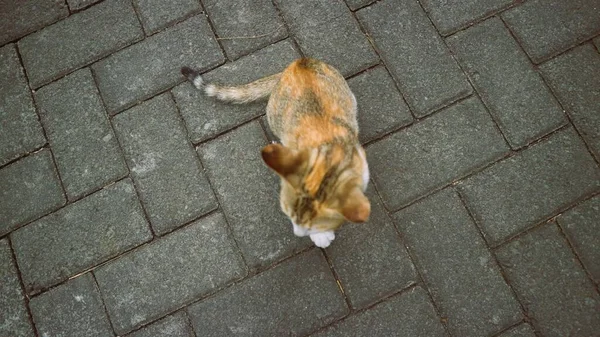 Симпатичные Трехцветные Котята Играют Одиночку — стоковое фото