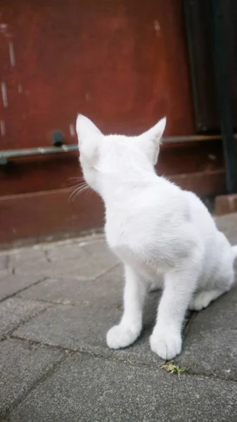 Niedliche Weiße Katze Spielen Allein — Stockfoto