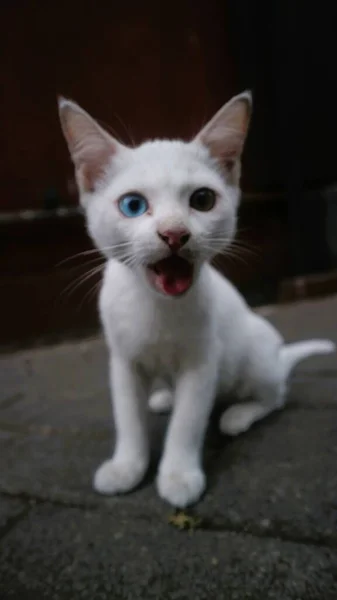 Lindo Gato Blanco Jugar Solo — Foto de Stock
