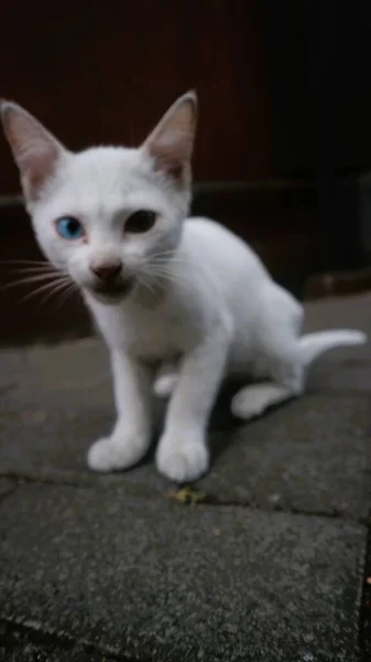 Aranyos Fehér Macska Játék Egyedül — Stock Fotó