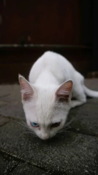 かわいい白い猫は一人で遊ぶ — ストック写真