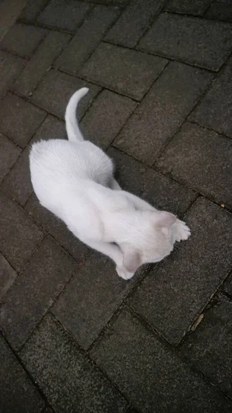 Carino Gatto Bianco Giocare Solo — Foto Stock