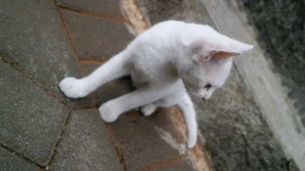 Cute White Cat Play Alone — Stock Photo, Image