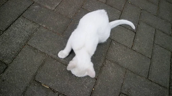 Tatlı Beyaz Kedi Yalnız Oynuyor — Stok fotoğraf