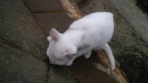 Carino Gatto Bianco Giocare Solo — Foto Stock
