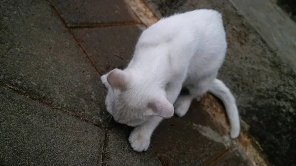 Tatlı Beyaz Kedi Yalnız Oynuyor — Stok fotoğraf