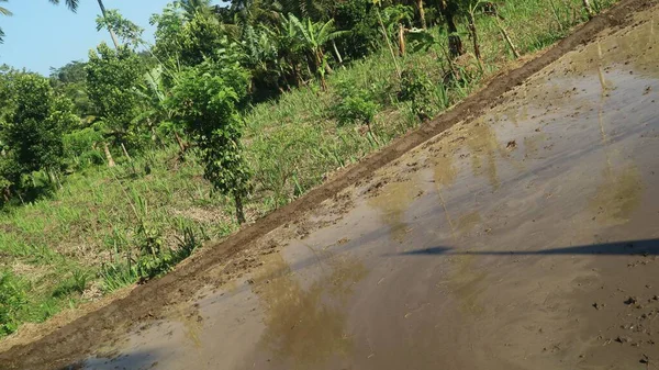 Рисові Поля Затоплюються Водою Перед Посадкою Рису — стокове фото