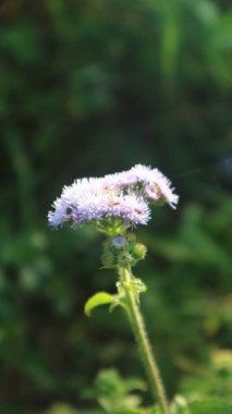 Putri Malu ya da Mimosa pudica, baklagiller familyasına ait kısa bir çalıdır ve yaprakları kendi kendine dokunduğunda çabuk bir şekilde solan ve kapanan yaprakları nedeniyle kolayca tanınır..