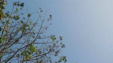 Mavi gökyüzü arkaplanı olan ağacın altından görüntüle, boşluğu kopyala