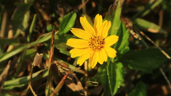 Barevné Žluté Květy Velmi Krásnými Osvěžujícími Zelenými Listy — Stock fotografie