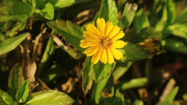 Flores Amarelas Coloridas Com Folhas Verdes Muito Bonitas Refrescantes — Fotografia de Stock
