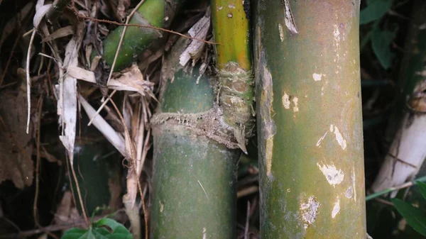 一群野生的竹子 — 图库照片