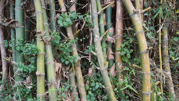 Grupp Bambu Vilt Tillstånd Närbild — Stockfoto