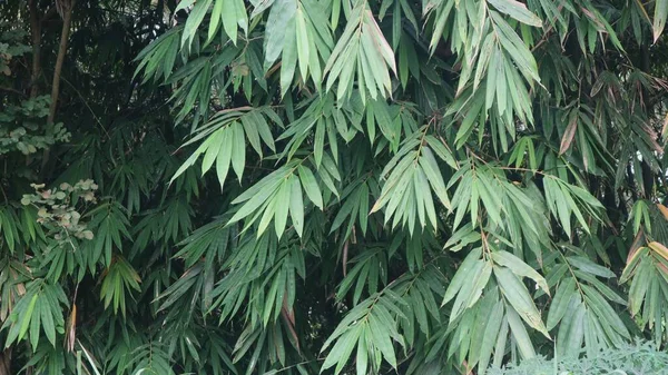 Yabani, yeşil bambu yapraklarında yetişen tropikal bambu orman bitkisi çalılığı, arka planda daima yeşil bitkiler..