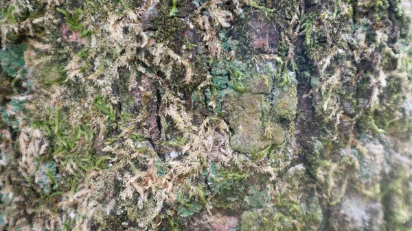 Gros Plan Tronc Arbre Dans Forêt Fond Naturel Texturé — Photo