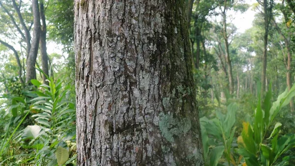 Close up of trunk of tree in forest, textured natural background