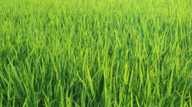 Mavi gökyüzüne karşı yeşil pirinç tarlası