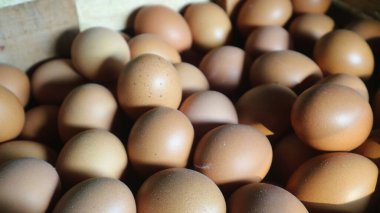 Minibüste satılık büyük miktarda yumurta birikmiş..