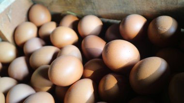 Minibüste satılık büyük miktarda yumurta birikmiş..