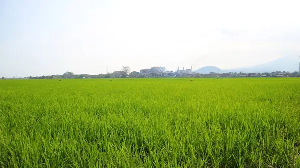 Dlouhý Výstřel Zelené Rýžové Pole Proti Modré Obloze — Stock fotografie