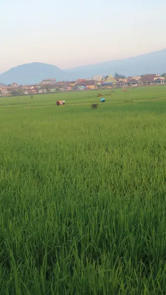 煙突煙と青空の背景に対する緑の米畑 — ストック写真