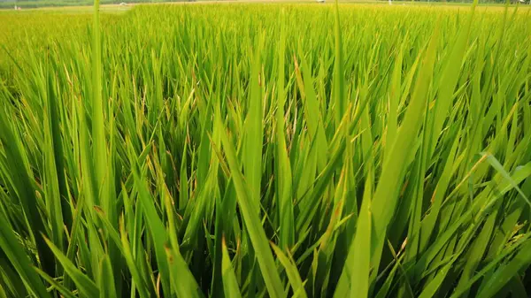 Зеленое Рисовое Поле Фоне Голубого Неба Пространство Копирования — стоковое фото