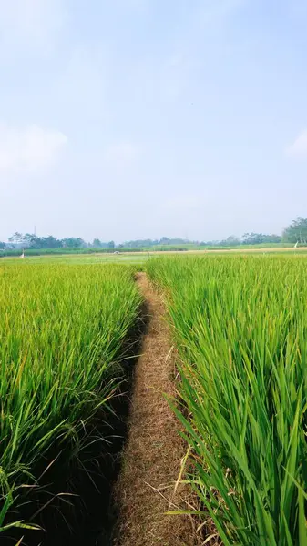 Πράσινο Πεδίο Ρύζι Έναντι Μπλε Φόντο Του Ουρανού Αντίγραφο Χώρου — Φωτογραφία Αρχείου