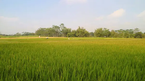 Dlouhý Výstřel Zelené Rýžové Pole Proti Modré Obloze — Stock fotografie