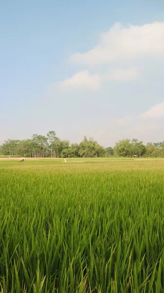 Long Shot Green Rice Field Blue Sky — Stock Photo, Image