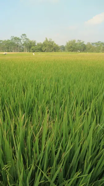 Long Shot Πράσινο Ρύζι Τομέα Κατά Μπλε Ουρανό — Φωτογραφία Αρχείου