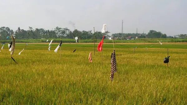 プラスチックは 米の種を食べる鳥を遠ざけるためにパディフィールドに掛けられています — ストック写真