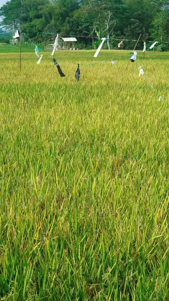 プラスチックは 米の種を食べる鳥を遠ざけるためにパディフィールドに掛けられています — ストック写真