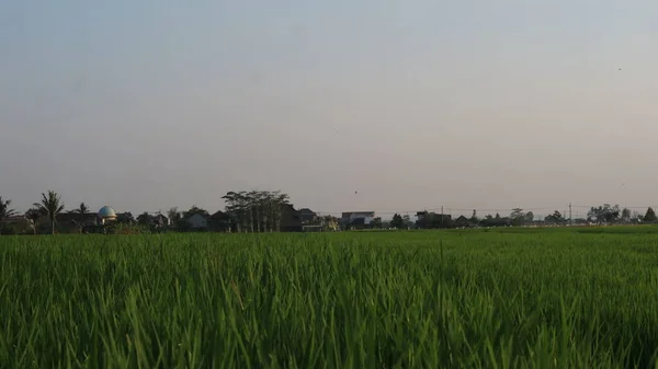 Длинный Выстрел Зеленого Рисового Поля Против Голубого Неба — стоковое фото