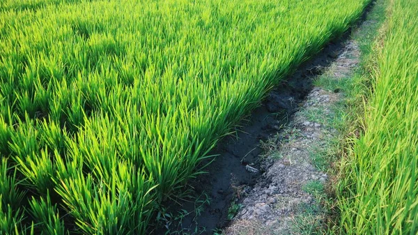 青空背景 コピースペースに対する緑の米畑 — ストック写真