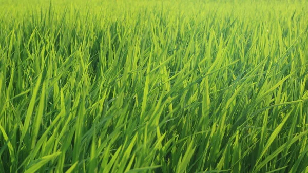 Довгий Знімок Зеленого Рисового Поля Фоні Блакитного Неба — стокове фото