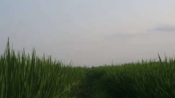 Длинный Выстрел Зеленого Рисового Поля Против Голубого Неба — стоковое фото