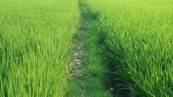 Зелене Рисове Поле Фоні Блакитного Неба Простір Копіювання — стокове фото