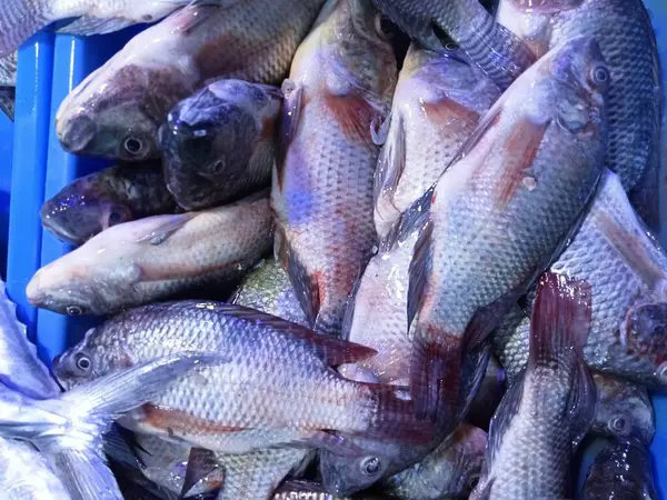 Färsk Fisk Till Försäljning Ett Marknadsstånd — Stockfoto