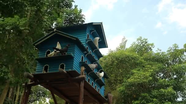 青い空の背景を持つ緑の木の近くの小屋の鳩の群れ — ストック動画