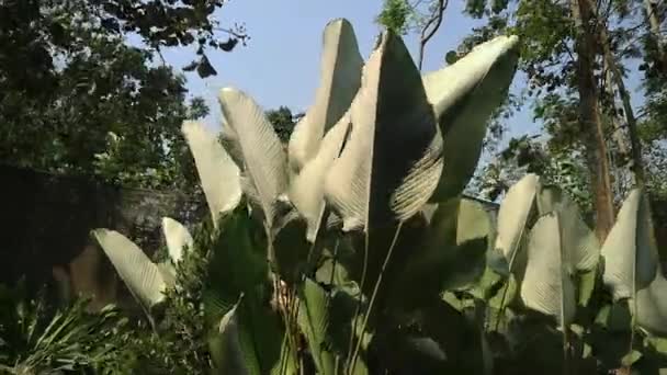 Schöne Heliconia Psittacorum Pflanzen Wachsen Botanischen Garten Schummriges Licht Selektiver — Stockvideo