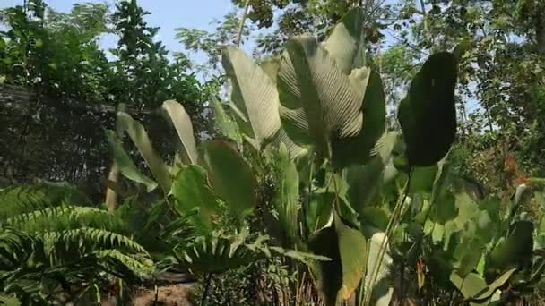 Schöne Heliconia Psittacorum Pflanzen Wachsen Botanischen Garten Schummriges Licht Selektiver — Stockvideo