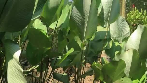 Güzel Heliconia Psittacorum Bitkileri Botanik Bahçesinde Büyür Loş Işık Seçici — Stok video