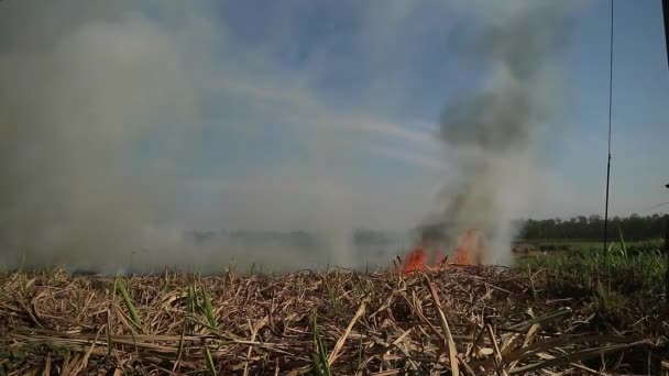 Campos Queimaram Sobre Uma Área Larga Smokey Edição Ambiente — Vídeo de Stock
