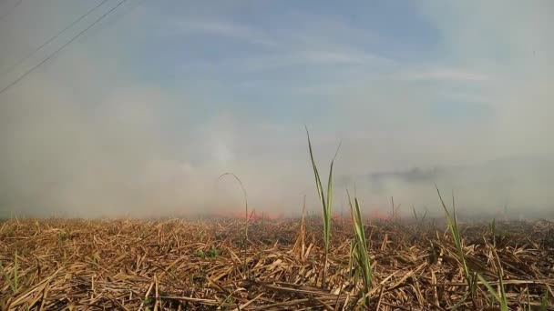Die Felder Brannten Großflächig Verraucht Umweltproblem — Stockvideo