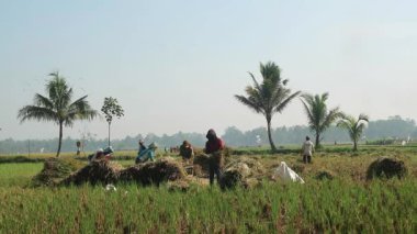 Malang, Endonezya - 10 Kasım 2023: Hasat mevsimi. Sarı pirinç tarlasında olgun pirinç hasat eden çiftçiler. Olgun pirinç tarlasında çalışan çiftçilerin beleş video görüntüleri.
