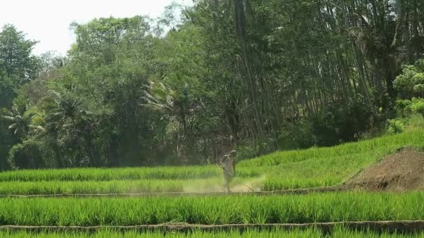 Een Kleine Kans Een Boer Het Groene Veld — Stockvideo